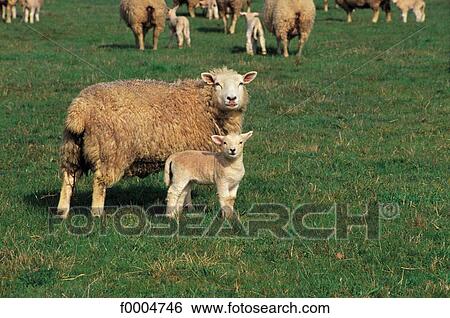 sheep, animals, cattle, mammal, tamed animal, lamb, animal View Large Photo Image Stock Photograph - sheep, animals, cattle, mammal, tamed animal, lamb, animal. Fotosearch