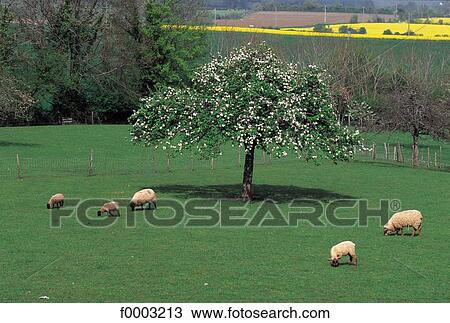sheep, cherry tree, field, animal, animals, tree, trees View Large Photo Image Stock Image - sheep, cherry tree, field, animal, animals, tree, trees. Fotosearch
