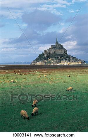 sheep, field, animal, animals, general view, cattle, ruminant View Large Photo Image Stock Image - sheep, field, animal, animals, general view, cattle, ruminant. Fotosearch
