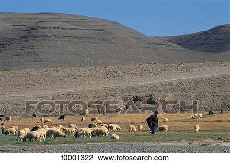 sheep, flock, herd, landscape, landscapes, scene View Large Photo Image Stock Image - sheep, flock, herd, landscape, landscapes, scene. Fotosearch