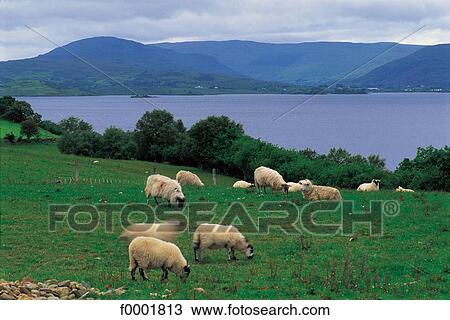 sheep, pasture land, cattle, landscape, landscapes, scene, scenery View Large Photo Image Stock Image - sheep, pasture land, cattle, landscape, landscapes, scene, scenery. Fotosearch