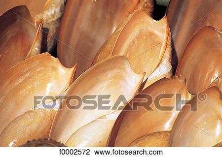 shell, exotism, exotic, exterior, open air, background View Large Photo Image Stock Image - shell, exotism, exotic, exterior, open air, background. Fotosearch