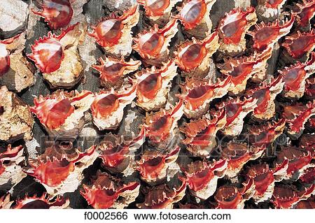 shell, exotism, exotic, exterior, open air, background View Large Photo Image Stock Photograph - shell, exotism, exotic, exterior, open air, background. Fotosearch