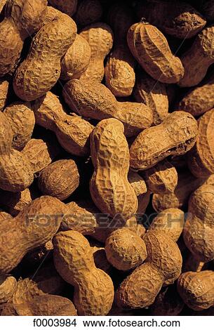 shell, fruit, peanuts, fruit, exotic, peanuts, aliment View Large Photo Image Picture - shell, fruit, peanuts, fruit, exotic, peanuts, aliment. Fotosearch