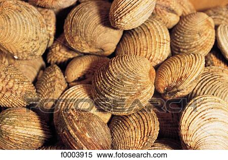 Stock Photography - shell, mollusc, clam, aliment, seafood, inside. Fotosearch