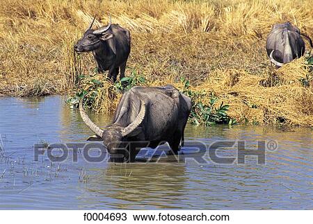 South East Asia, Asia, Burma, Myanmar, Rakhine State, animal, animals View Large Photo Image Stock Image - South East Asia, Asia, Burma, Myanmar, Rakhine State, animal, animals. Fotosearch