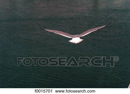 Stock Image - Southern Europe, Europe, European France, French French, Haute Normandie, Seine Maritime, Normandy. Fotosearch