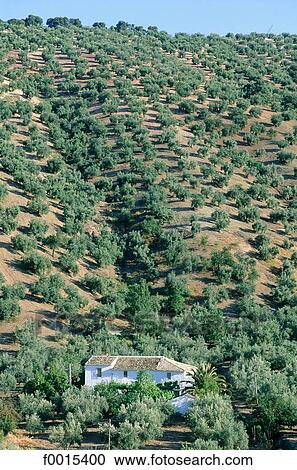 Stock Image - Spain, Andalusia, Southern Europe, Europe, European travel, travel architecture, architectural. Fotosearch