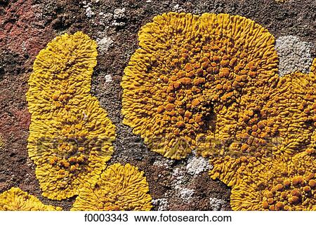 stone, flora, wildlife, moss, nature, exterior View Large Photo Image Stock Image - stone, flora, wildlife, moss, nature, exterior. Fotosearch