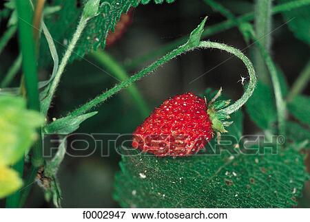 strawberry, wild strawberry, berry currant, fruit, aliment, flora, wildlife View Large Photo Image Stock Photo - strawberry, wild strawberry, berry currant, fruit, aliment, flora, wildlife. Fotosearch