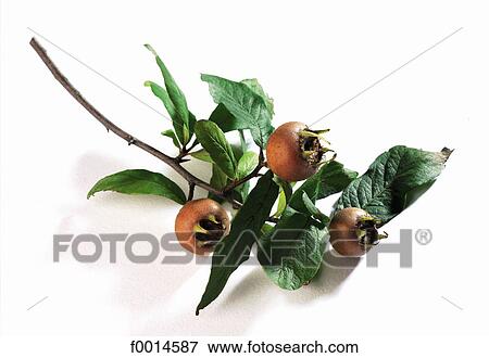 Stock Photo - summer, gastronomy, food, aliment, aliments, fruit, fruits. Fotosearch