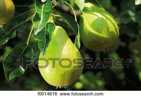 summer, gastronomy, food, aliment, aliments, fruit, fruits View Large Photo Image Stock Photograph - summer, gastronomy, food, aliment, aliments, fruit, fruits. Fotosearch