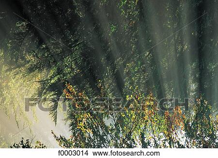 sunbeam, Centre, Europe, France, French, French Indre Loire, Sologne View Large Photo Image Picture - sunbeam, Centre, Europe, France, French, French Indre Loire, Sologne. Fotosearch