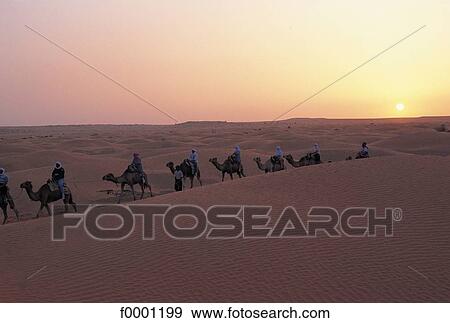 sunset, setting sun, camel, landscape, landscapes, scene, scenery View Large Photo Image Stock Photo - sunset, setting sun, camel, landscape, landscapes, scene, scenery. Fotosearch