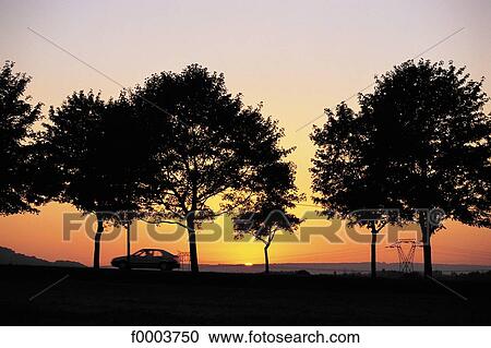 sunset, setting sun, car, tree, trees, Europe, France View Large Photo Image Stock Image - sunset, setting sun, car, tree, trees, Europe, France. Fotosearch