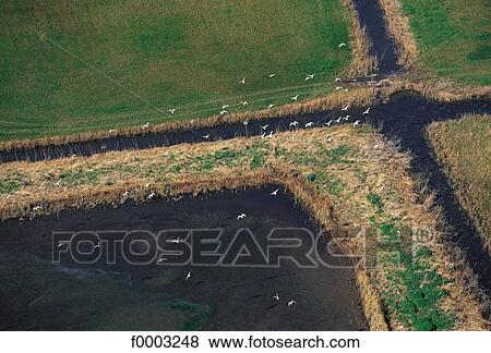 swamp, marsh, air view, aerial view, landscape, landscapes, scene View Large Photo Image Stock Photo - swamp, marsh, air view, aerial view, landscape, landscapes, scene. Fotosearch