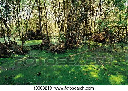 swamp, marsh, landscape, landscapes, scene, scenery, scenes View Large Photo Image Stock Photo - swamp, marsh, landscape, landscapes, scene, scenery, scenes. Fotosearch