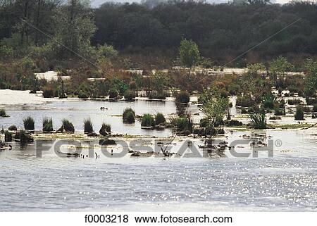 swamp, marsh, Normandy, Briouze, Europe, France, French View Large Photo Image Stock Photo - swamp, marsh, Normandy, Briouze, Europe, France, French. Fotosearch