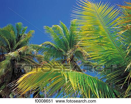 travel, travel exterior, open air, palm tree, Oceania View Large Photo Image Stock Image - travel, travel exterior, open air, palm tree, Oceania. Fotosearch