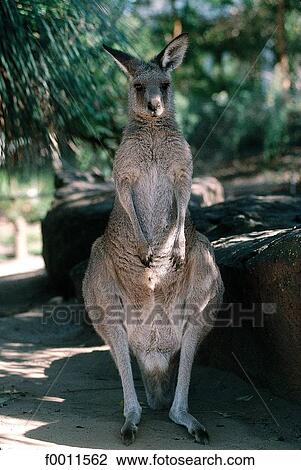 travel, travel exterior, open air, Australia, Sydney, nature View Large Photo Image Stock Image - travel, travel exterior, open air, Australia, Sydney, nature. Fotosearch