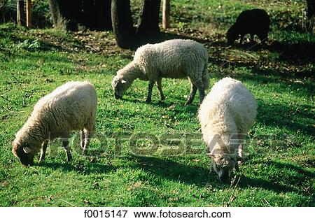 travel, travel horizontal, Southern Europe, Europe, European France, French French, Brittany View Large Photo Image Stock Photo - travel, travel horizontal, Southern Europe, Europe, European France, French French, Brittany. Fotosearch