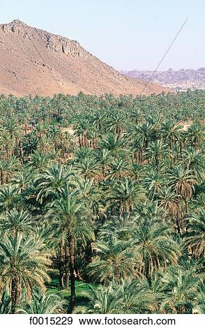 travel, travel Northern Africa, maghreb, Middle East, Algeria, exterior, open air View Large Photo Image Stock Photo - travel, travel Northern Africa, maghreb, Middle East, Algeria, exterior, open air. Fotosearch