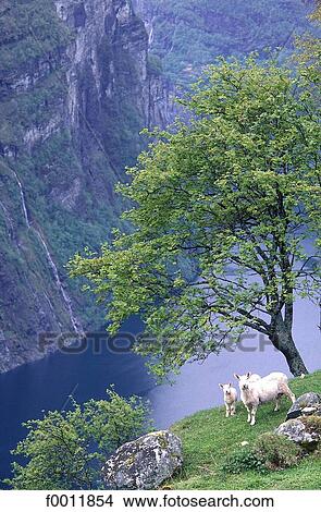 travel, travel Norway, Europe, exterior, open air, sea, mountain View Large Photo Image Picture - travel, travel Norway, Europe, exterior, open air, sea, mountain. Fotosearch