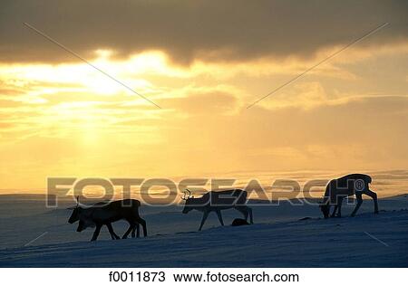 travel, travel Norway, Europe, exterior, open air, snow View Large Photo Image Stock Image - travel, travel Norway, Europe, exterior, open air, snow. Fotosearch
