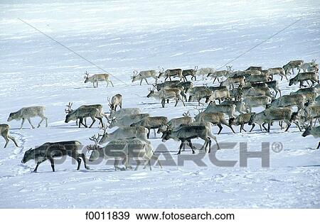 travel, travel Norway, Europe, exterior, open air, animal View Large Photo Image Stock Photo - travel, travel Norway, Europe, exterior, open air, animal. Fotosearch