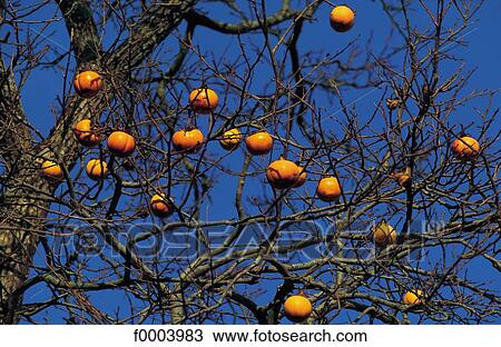 tree, orange, pip fruit, citrus fruit, fruit, trees, aliment View Large Photo Image Stock Image - tree, orange, pip fruit, citrus fruit, fruit, trees, aliment. Fotosearch