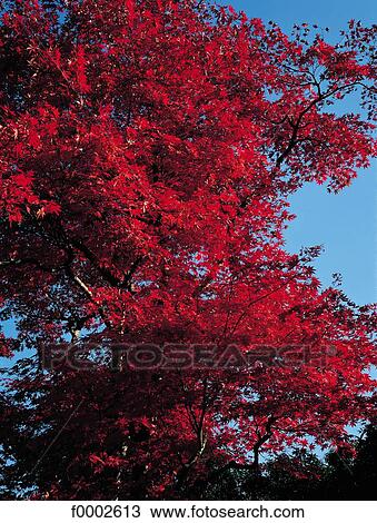 tree, trees, autumn, fleaf, leaves, red View Large Photo Image Stock Image - tree, trees, autumn, fleaf, leaves, red. Fotosearch