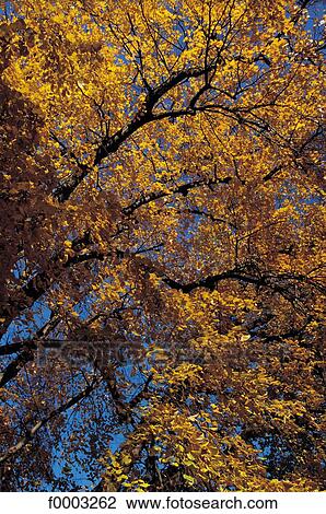 tree, trees, autumn, fvertical, exterior, open air, background View Large Photo Image Stock Image - tree, trees, autumn, fvertical, exterior, open air, background. Fotosearch
