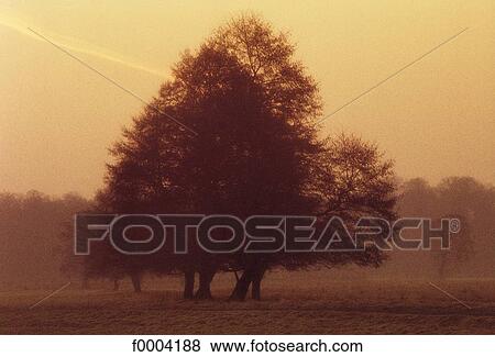 tree, trees, dusk, landscape, landscapes, scene, scenery View Large Photo Image Stock Photo - tree, trees, dusk, landscape, landscapes, scene, scenery. Fotosearch