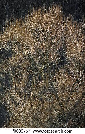 tree, trees, flora, wildlife, autumn, fvegetation, Europe View Large Photo Image Stock Photo - tree, trees, flora, wildlife, autumn, fvegetation, Europe. Fotosearch