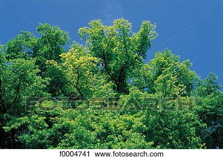tree, trees, flora, wildlife, vegetation, forest, green View Large Photo Image Stock Image - tree, trees, flora, wildlife, vegetation, forest, green. Fotosearch