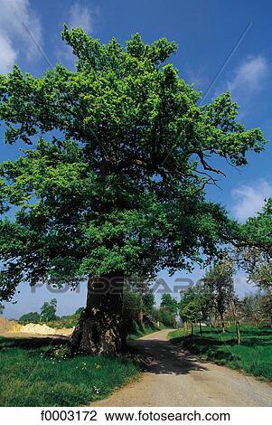 tree, trees, oak, Normandy, Europe, France, French View Large Photo Image Stock Image - tree, trees, oak, Normandy, Europe, France, French. Fotosearch