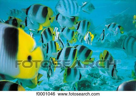 tropical fish, exotism, exotic, seabed, animal, animals View Large Photo Image Stock Photograph - tropical fish, exotism, exotic, seabed, animal, animals. Fotosearch