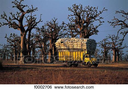 truck, tree, trees, transport, transportation, Africa, Senegal View Large Photo Image Stock Photograph - truck, tree, trees, transport, transportation, Africa, Senegal. Fotosearch