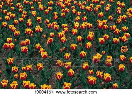 Stock Photo - tulip, flower, field, field of flower, flora, wildlife, nature. Fotosearch