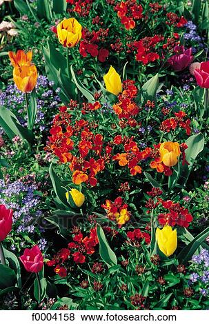 Stock Photo - tulip, garden stock, flower, flora, wildlife, field, field of flower. Fotosearch