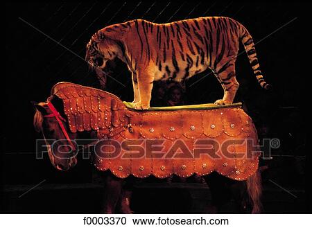 Ukraine, Europe, animal, animals, show, leisure, circus View Large Photo Image Stock Image - Ukraine, Europe, animal, animals, show, leisure, circus. Fotosearch