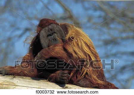 United Kingdom, England, Britain, wild animal, wildlife, monkey, orang outang View Large Photo Image Stock Image - United Kingdom, England, Britain, wild animal, wildlife, monkey, orang outang. Fotosearch