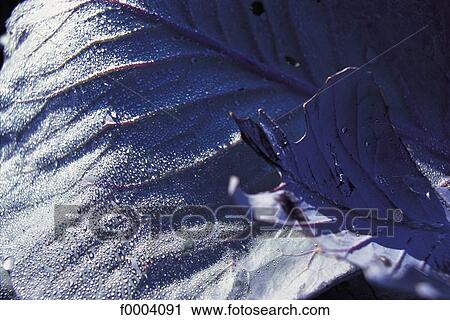 Stock Image - vegetable, aliment, cabbage, leaf, leaves, purple, dew. Fotosearch