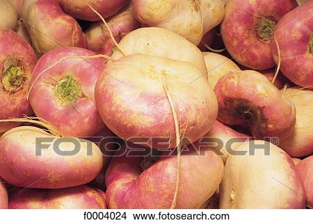 vegetable, aliment, turnip, root, tuber, inside View Large Photo Image Picture - vegetable, aliment, turnip, root, tuber, inside. Fotosearch