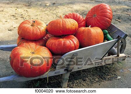 vegetable, fruit vegetable, gourd, orange, pumpkin, wheelbarrow View Large Photo Image Stock Image - vegetable, fruit vegetable, gourd, orange, pumpkin, wheelbarrow. Fotosearch