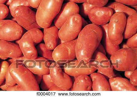 vegetable, potato, tuber, aliment, pink, inside View Large Photo Image Stock Photo - vegetable, potato, tuber, aliment, pink, inside. Fotosearch