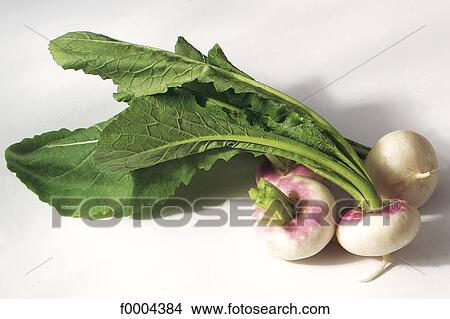 Picture - vegetable, root, tuber, turnip, leaf, leaves, aliment. Fotosearch