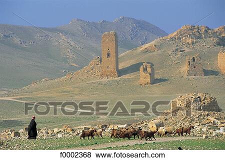vestige, ruin, antiquity, flock, herd, goat, Syria View Large Photo Image Stock Photo - vestige, ruin, antiquity, flock, herd, goat, Syria. Fotosearch