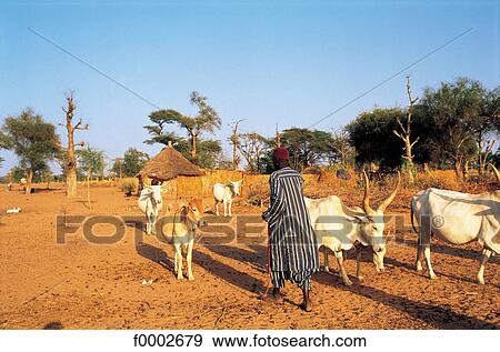 village, cattle, flock, herd, cow, shepherd View Large Photo Image Stock Photo - village, cattle, flock, herd, cow, shepherd. Fotosearch