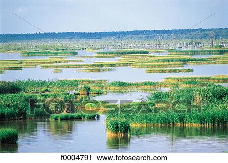 water, Europe, canal, Russia, Volga, reed View Large Photo Image Stock Image - water, Europe, canal, Russia, Volga, reed. Fotosearch